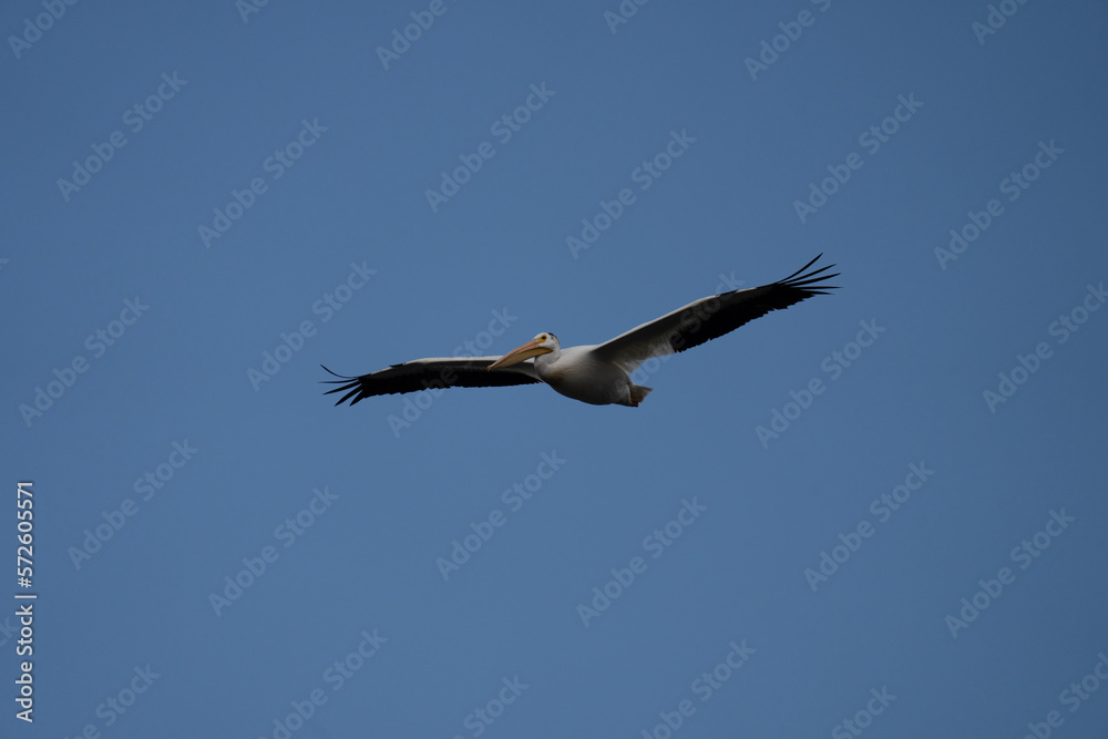 Pelican in Grand Teton, USA Pelican in Grand Teton, USA
