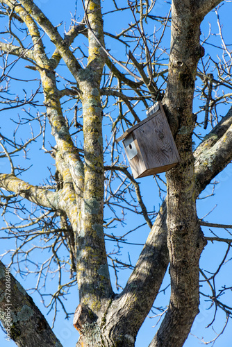 Man-made bird's nest in the tree in the Portuguese quarter.