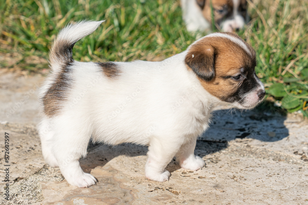 Puppies of jack Russell Terrier