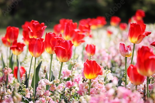 カラフルで美しい春のチューリップの花