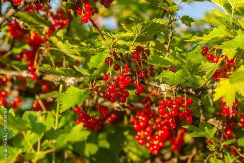 Red currant berries on a bush with leaves close-up in summer