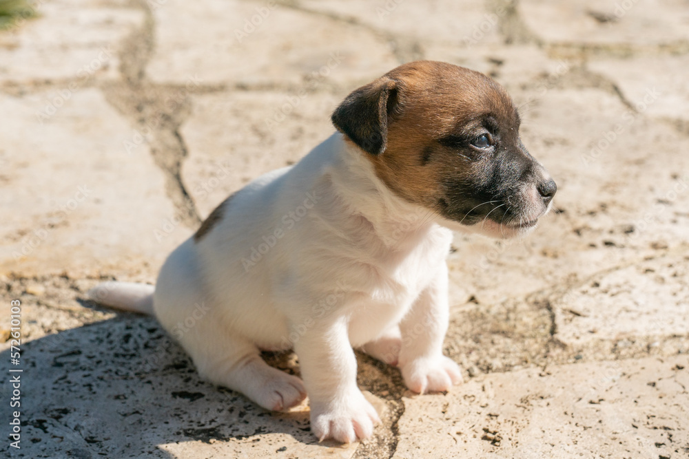 Jack Russell Terrier Dog