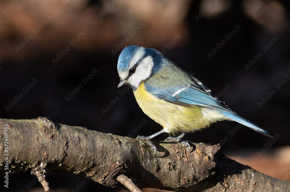 Fototapeta premium Eurasian blue tit, Cyanistes caeruleus. A bird sits on a branch against a dark background