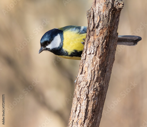 Great tit, Parus major. On a sunny morning in the woods, a bird sits on a thick tree branch