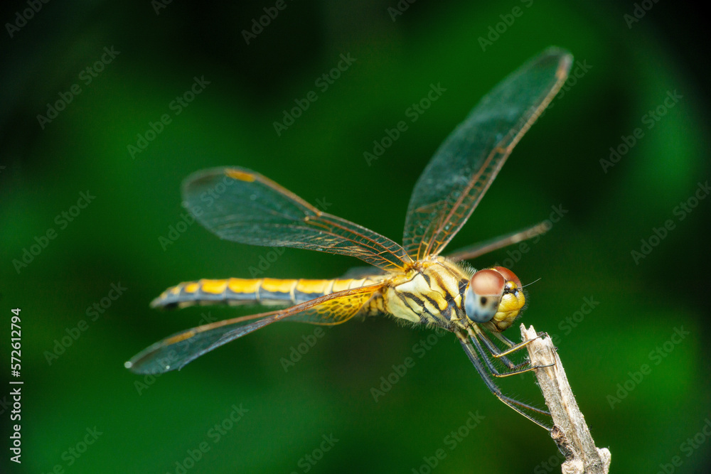 Yellow skimmer dragonfly,, Pantala flavescens Dorsal view, Satara, Maharashtra Yellow skimmer dragonfly,, Pantala flavescens Dorsal view, Satara, Maharashtra