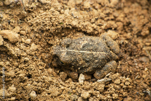 Dorsal of Western Burrowing Frog  Sphaerotheca pashchima  satara Maharashtra India