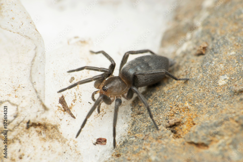 Grey sac spider, Satara, Maharashtra
