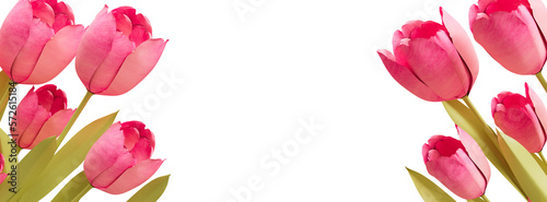 Wallpaper Mural Pink tulip floral banner cutout Torontodigital.ca