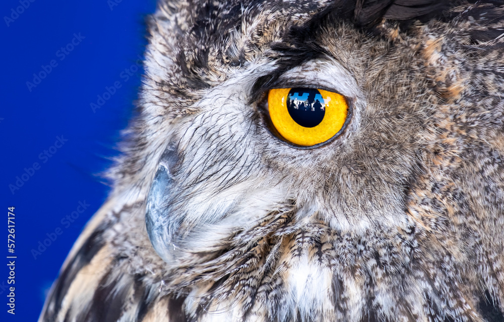 Obraz premium Royal owl in a display of birds of prey, power and size, detail of large bird, bird