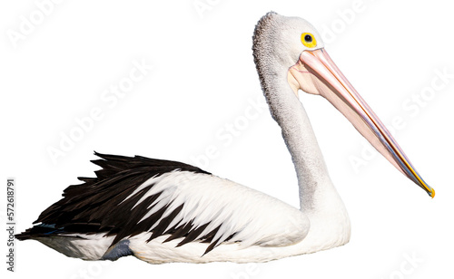 isolated australian pelican with transparent background; common australian marine bird, the most common pelican of australia and tasmania photo