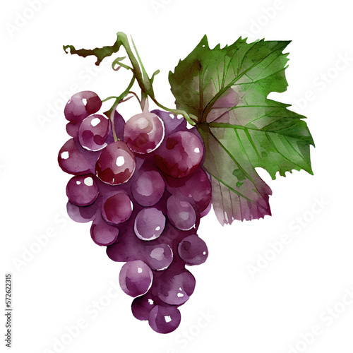 Branch of red grapes watercolor illustration isolated on white background