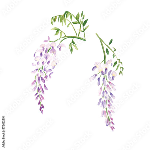 Wisteria watercolor flower. Botanical illustration isolated on white background. Can be used for stickers  cards  farbic prints  cosmetic packaging design.