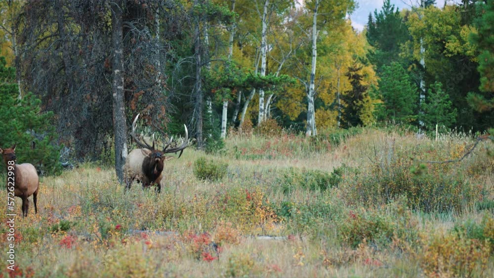 A majestic bull elk bugles in a field surrounded by forest during the autumn rut in 4k A majestic bull elk bugles in a field surrounded by forest during the autumn rut in 4k