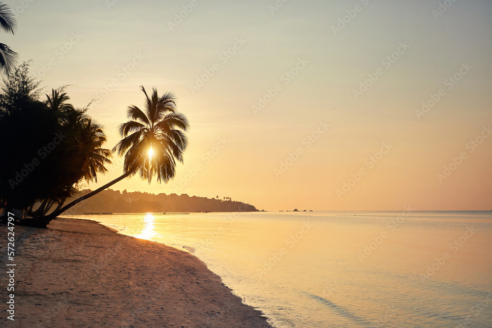 Palm tree on the tropical beach at sunset