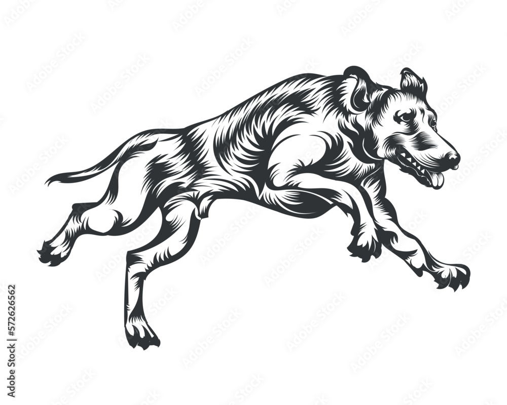 Obraz premium Dobermann Dog Breed Vector Illustration White Background