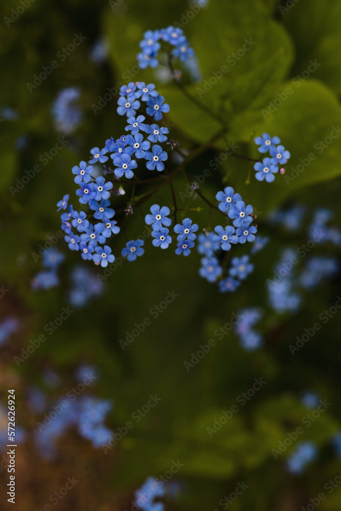 Forget-me-not flower macro with bright green leaves. Forget-me-not flower macro with bright green leaves.