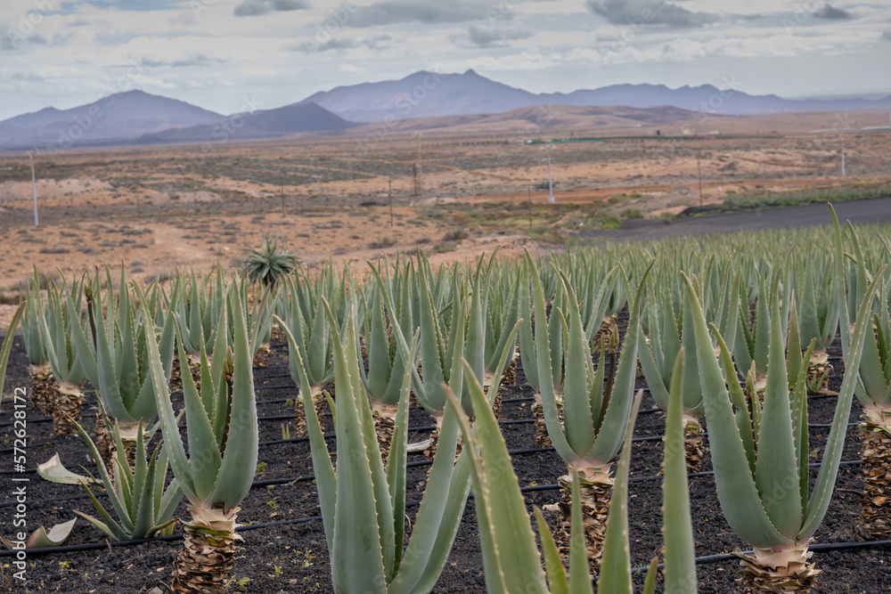 Aloe vera farm, Tiscamanita, Fuerteventura, Spain Aloe vera farm, Tiscamanita, Fuerteventura, Spain