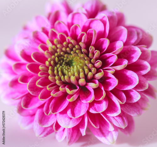 Chrysanthemum flower close-up on a pink background. Autumn flower. Holiday concept. Postcard with purple flowers. Minimalist photography. 