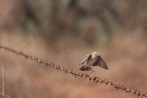 Female Crimson Chat photo