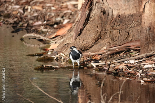 Magpie Lark in the water photo