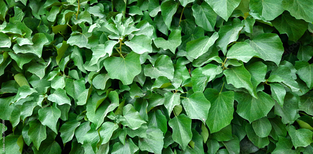 Decorative background of wild green grape leaves. Natural texture. Banner. Natural wallpaper. Space for copying. Garden fence. Thickets of creeping plants. Decorative background of wild green grape leaves. Natural texture. Banner. Natural wallpaper. Space for copying. Garden fence. Thickets of creeping plants.