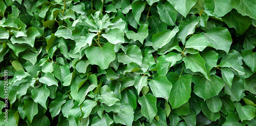Wallpaper Mural Decorative background of wild green grape leaves. Natural texture. Banner. Natural wallpaper. Space for copying. Garden fence. Thickets of creeping plants. Torontodigital.ca