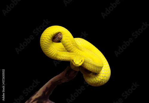 yellow snake on black background