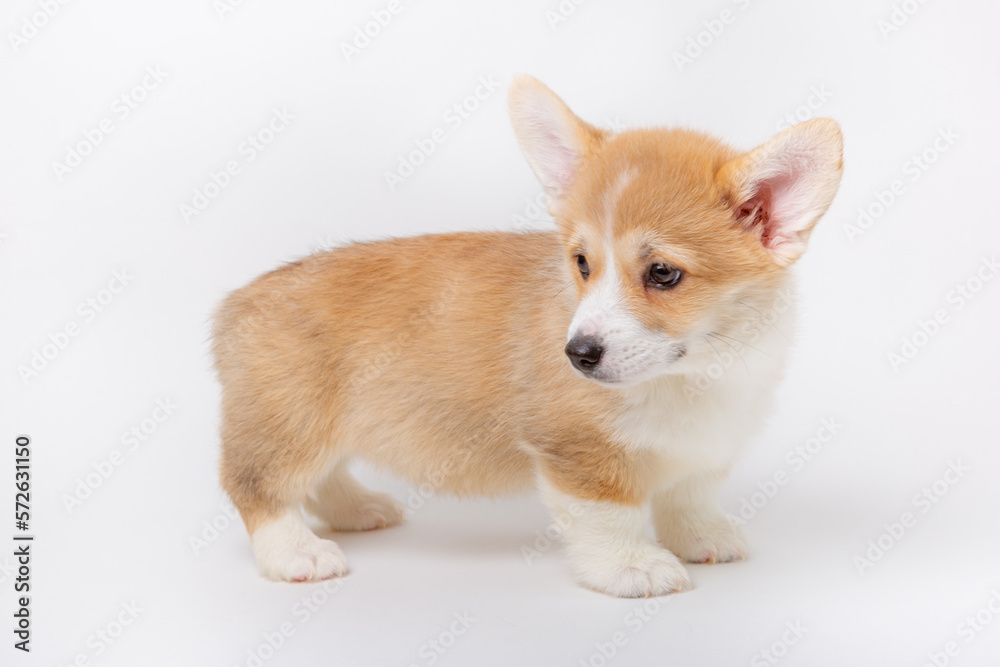 welsh corgi puppy isolated on white background, cute pets