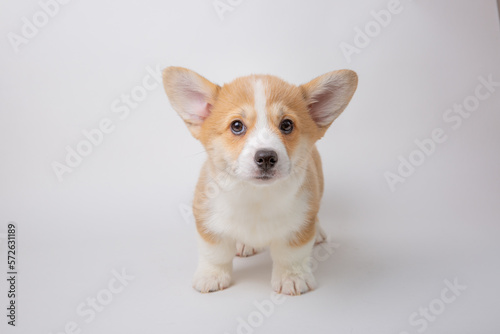 welsh corgi puppy isolated on white background  cute pets