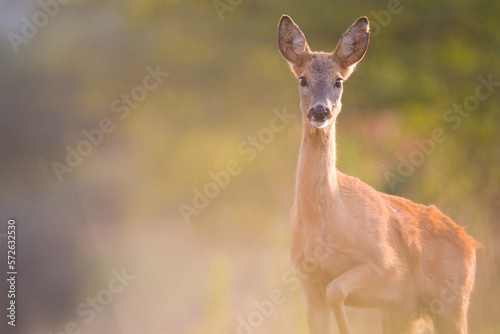 Roe deer in autumn  © Dominik