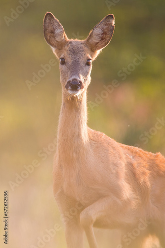 Roe deer in autumn 