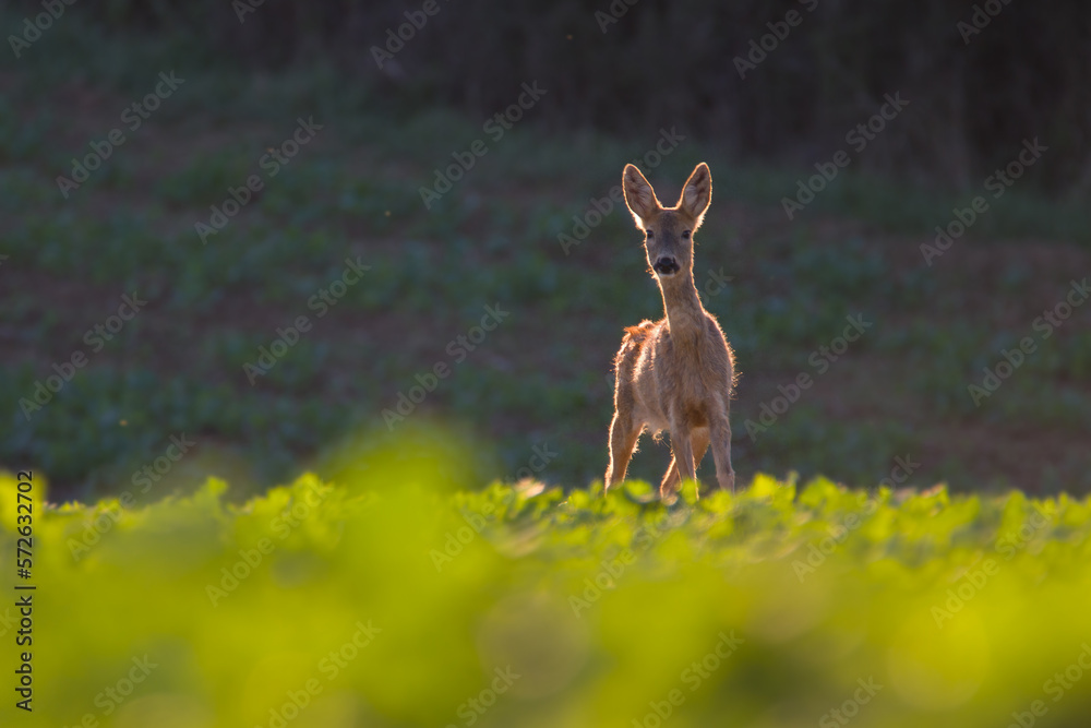 Roe deer in autumn Roe deer in autumn
