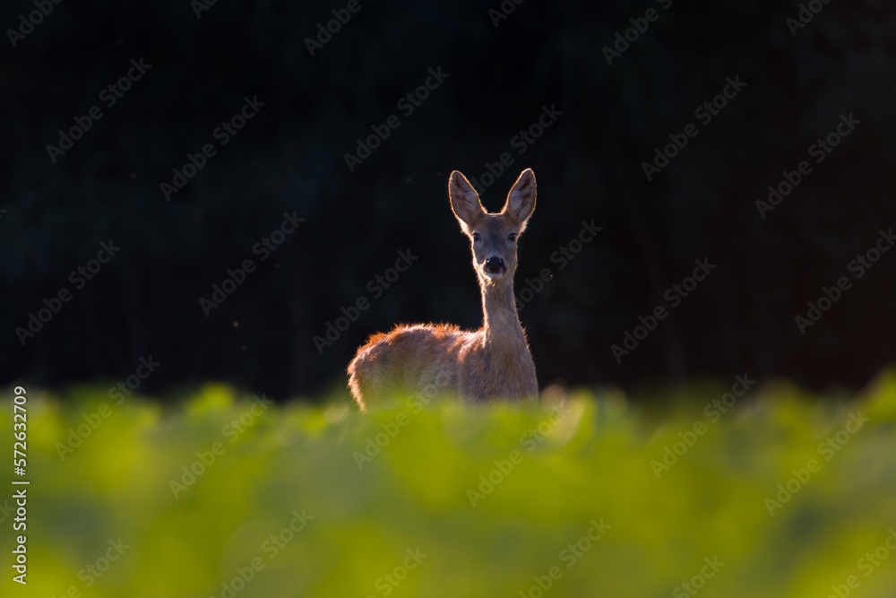 Roe deer in autumn Roe deer in autumn