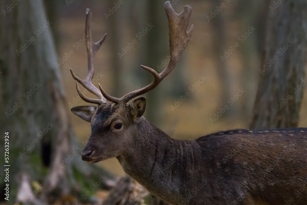 Fallow deer in rut in autumn from wildlife Fallow deer in rut in autumn from wildlife