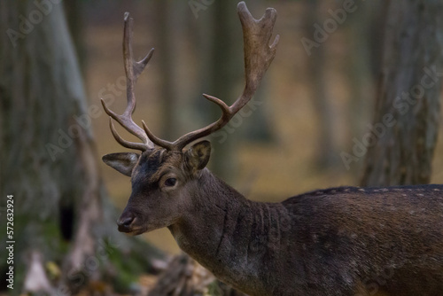 Fallow deer in rut in autumn from wildlife © Dominik