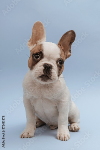 Lovely french bulldog looking aside with curiosity  sitting on blue background. French Bulldog puppy 3 months old. Beautiful french bulldog dog
