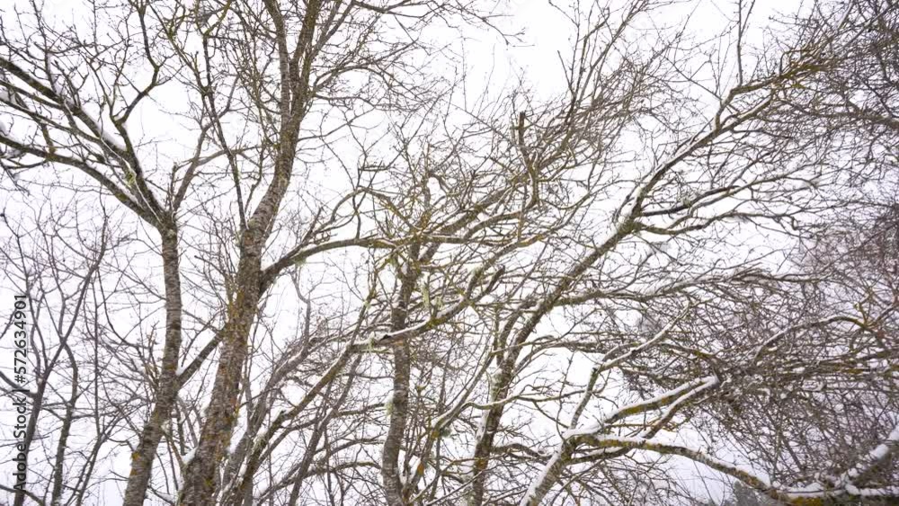 Leafless branches with snow in winter, white sky background, still frozen trees Leafless branches with snow in winter, white sky background, still frozen trees