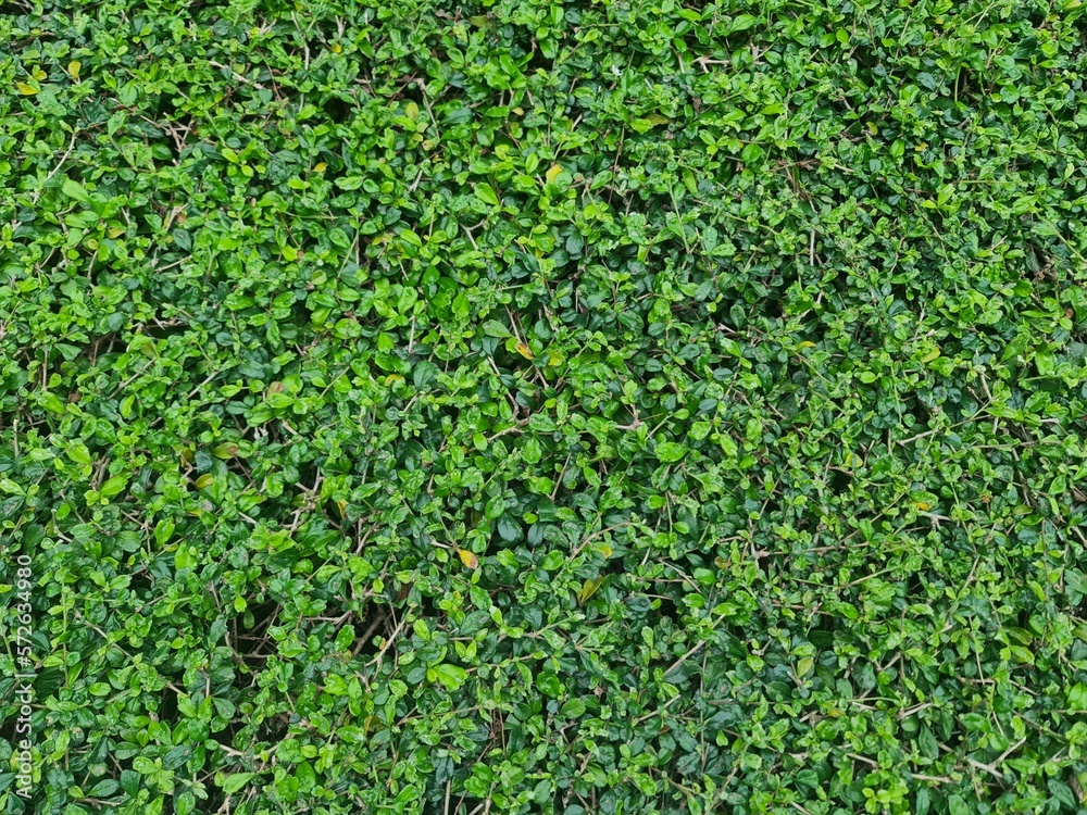 green grass pattern texture,green grass background ,top view background of grass garden, green backdrop, lawn for football field, golf course lawn green grass pattern texture,green grass background ,top view background of grass garden, green backdrop, lawn for football field, golf course lawn