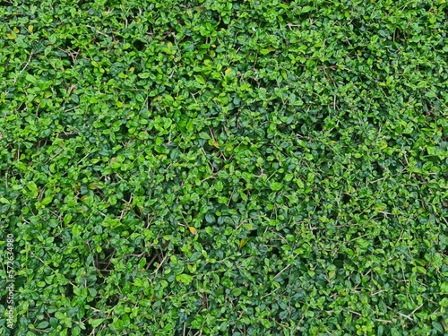 green grass pattern texture,green grass background ,top view background of grass garden, green backdrop, lawn for football field, golf course lawn