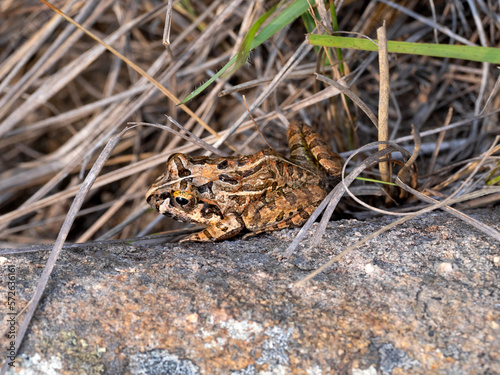 Sand frog, Laliostoma labrosum Ambalavao, hiding in the grass, Andringitra National Park, Madagascar wildlife photo