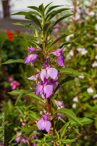 Flowers "Touchy glandular" close-up on the background of greenery in summer