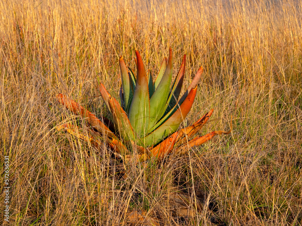 Agave growing in tall grass. Andringitra National Park. Madagascar.