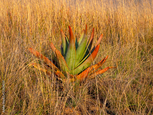 Agave growing in tall grass. Andringitra National Park. Madagascar. photo