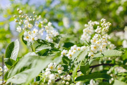 Spring background with little white flowers of bird cherry tree at sunlight. Beauty in nature.