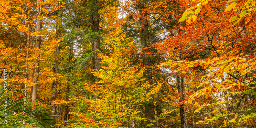 Autumn Mixed Forest View from Park of Linderhof Palace, Bavarian Alps, Oberammergau, Bavaria, Germany, Europe Autumn Mixed Forest View from Park of Linderhof Palace, Bavarian Alps, Oberammergau, Bavaria, Germany, Europe
