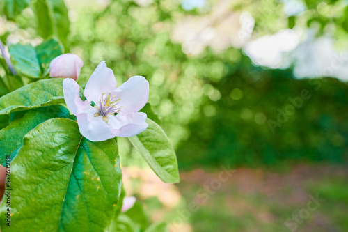 Close up of quince tree white flowers in full bloom. Blossom concept with blurred background. (Cydonia oblonga). photo