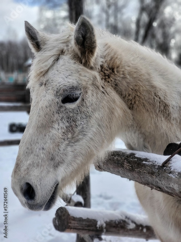 Photo of a horse up close. The head of a white pony. A thoroughbred horse. The horse is in the paddock, stall. Animals on the ranch and farm. The muzzle of a horse in winter