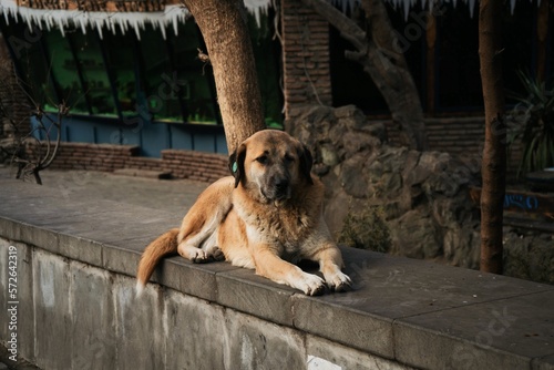 dog on the roof © Екатерина Доду