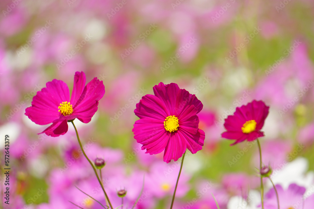 Pink cosmos flowers in the blur background with copy space. pink cosmos flower blooming in the field Pink cosmos flowers in the blur background with copy space. pink cosmos flower blooming in the field