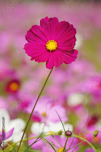 Close up pink cosmos flowers in the blur background with copy space. pink cosmos flower blooming in the field